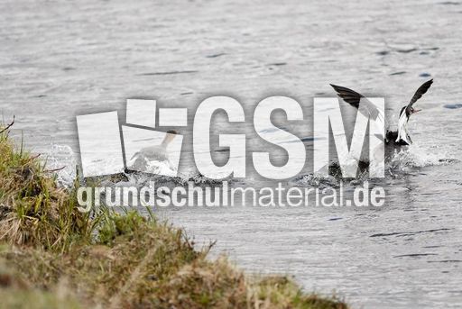 Mittelsäger (6 von 6).jpg